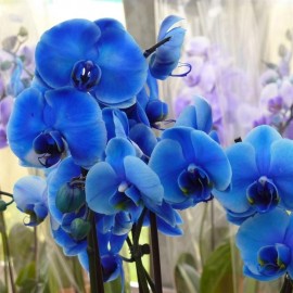 50 Grains Phalaenopsis Seeds Butterfly Orchid Decoration Potted Flower Seeds