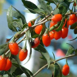 High Survival Rate Goji Berry Seeds Lycium Barbarum Wolfberry Plant Seeds