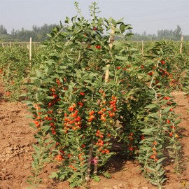High Survival Rate Goji Berry Seeds Lycium Barbarum Wolfberry Plant Seeds