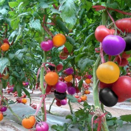 DIY Fruit Seeds Rainbow Tomato Mini Watermelon Red Raspberry Bonsai Seeds